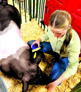 PIGGING OUT AT 180TH CANFIELD FAIR